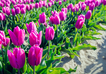 Pink flowering tulip bulbs from close