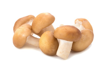 Shiitake Mushrooms isolated on the white background