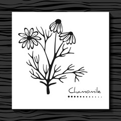 Chamomile on a white background. Sketch.  Chamomile branch.