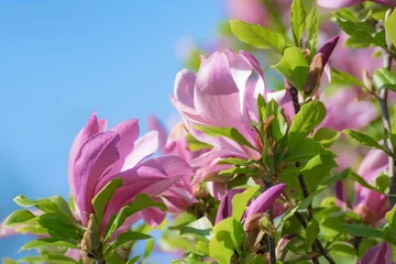 Store enrouleur occultant sans perçage Magnolia Magnolienblüte