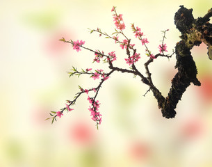 plum blossom on old antique vintage paper background