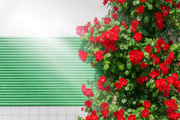 Cespuglio di rose rosse rampicanti sul muro