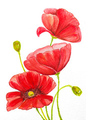 Naklejka premium watercolor hand painted red poppies composition