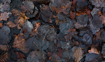 decay leaves on dark wet asphalt