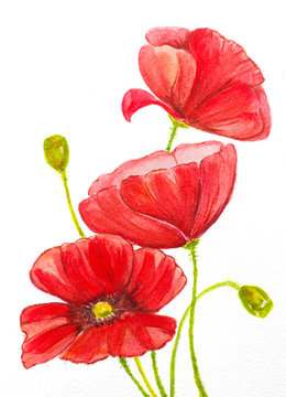 watercolor hand painted red poppies composition