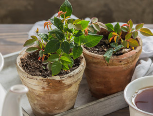 Roses in pots