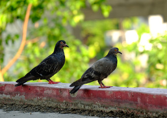 Fototapeta premium pigeon in Asia, Thailand (Selective focus)