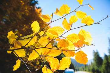 Autumn Leaves in Sun