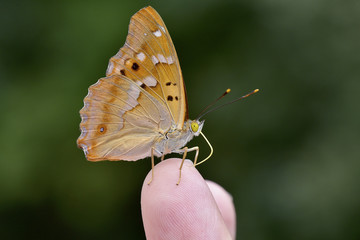 Apatura Ilia