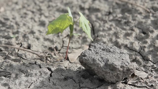 tree survives in drought, small plant on dry land background