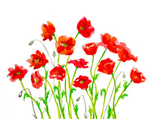 hand painted watercolor red poppies on white 