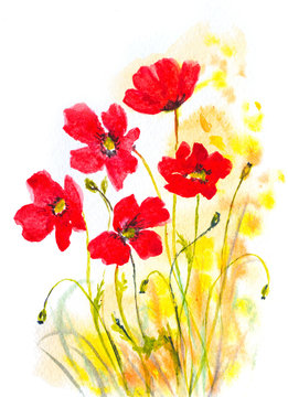 red poppies watercolor painting as natural decorative background