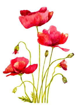 red poppies watercolor handmade painting