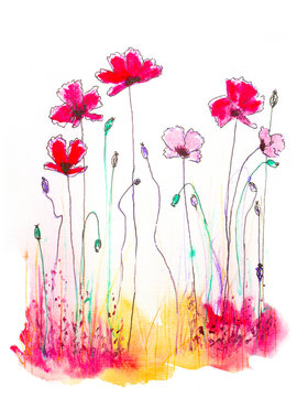 watercolor and ink hand drawn illustration of poppies on white