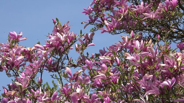 flowering magnolia tree in front of blue sky