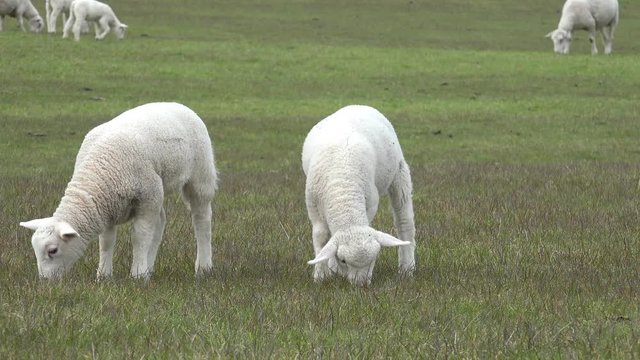 two white lamb graze  on the meadow 