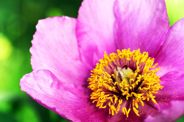wild peony  in a meadow