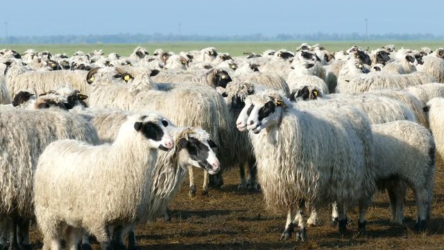 Herd of sheep landscape