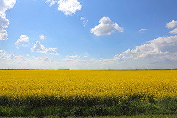 Field of Rapeseed