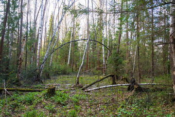 In the old forest on a spring day.
