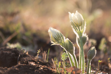 snowdrops spring flowers