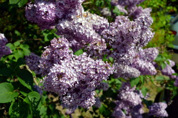 pink lilac blossoms in springtime