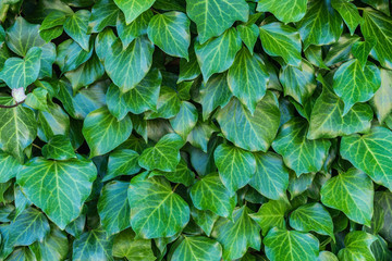 green leaves in different sizes