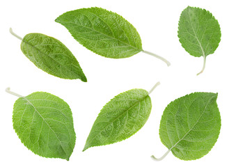Apple leaf collection on white