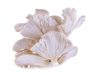 Sarjor-caju Mushroom(Pleurotus sajor-caju)