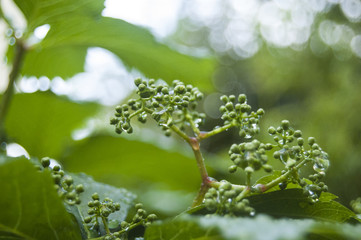 Wallpaper morning dews on green buds
