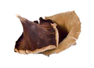 Panus polychrous on white background