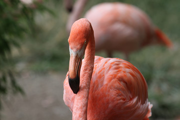 American Flamingo - Phoenicopterus Ruber/A Beautiful Pink Flamingo Poses for the Camera