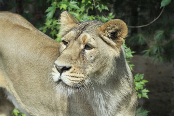 Asiatic Lion - Panthera Leo Persica/Beautiful Female Lion Gazing Into The Distance