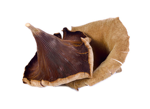 Panus polychrous on white background