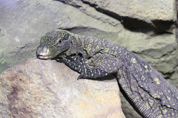 Papuan Monitor-Varanus Salvadorii/Papuan Crocodile Monitor Varanus Salvadorii