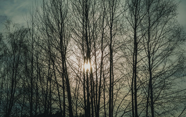 Солнце сквозь деревья. 5