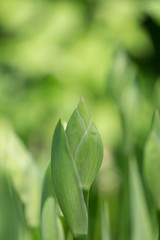 Buds of iris, green plant