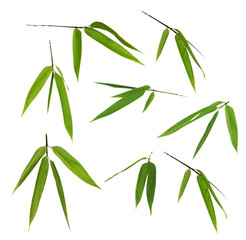 set of bamboo green leaves isolated on white