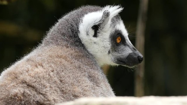 close up on the head of a lemur