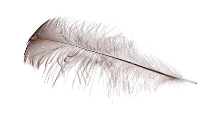 feather with black down isolated on white