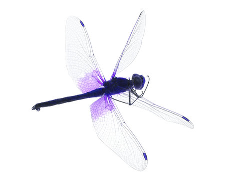 lilac dragonfly on white background