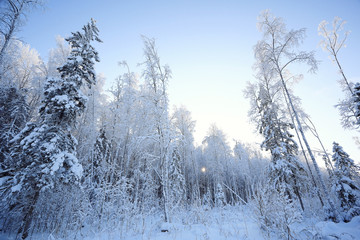 winter cold day fir forest landscape