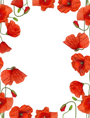Obraz premium isolated red poppy flowers frame