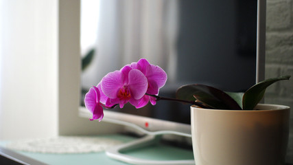 Pink orchid flowers in home interior