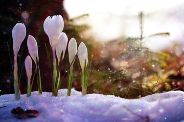 spring flowers, white crocus snowdrops sun rays