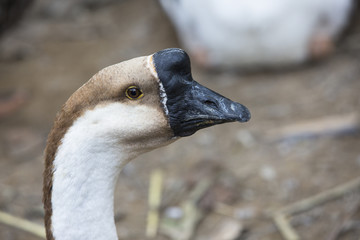 braune Ente