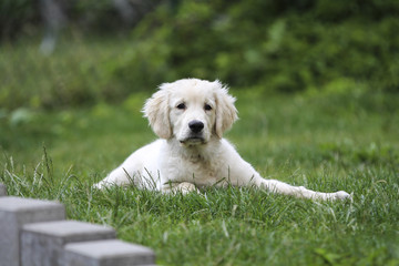 Golden Retriever, Welpe, beige