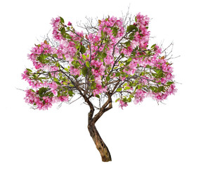 Obraz premium isolated apple tree with large pink blooms