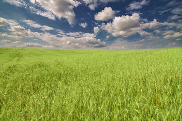 green wheat field under dark blue sky