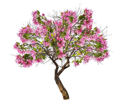 isolated apple tree with large pink blooms